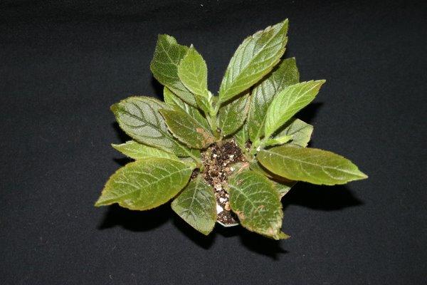 http://www.cloudjungle.com/CloudJungle/Gesneriaceae/Columnea/columnea citrina.jpg
